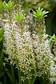 EUCOMIS PALLIDIFLORA