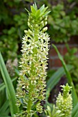 EUCOMIS PALLIDIFLORA