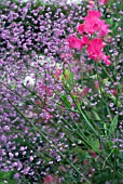 LATHYRUM ODERATUS MILLY WITH THALICTRUM AQUIFOLIUM