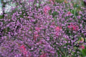 THALICTRUM AQUIFOLIUM