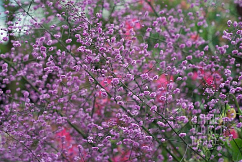 THALICTRUM_AQUIFOLIUM