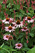 ECHINACEA WITH PERSICARIA