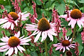 ECHINACEA WITH PERSICARIA