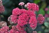 SEDUM RED CAULI