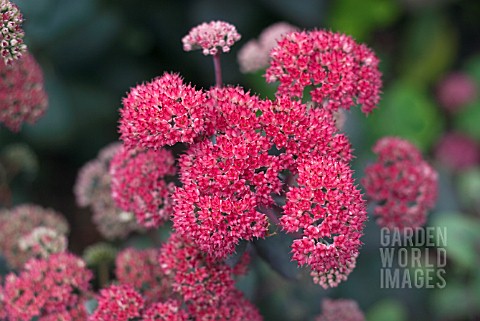 SEDUM_RED_CAULI