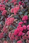 SEDUM RED CAULI