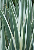 IRIS PALLIDA ARGENTEA VARIEGATA