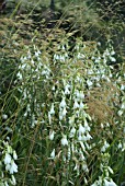 GALTONIA CANDICANS WITH STIPA GIGANTEA