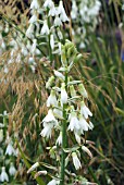 GALTONIA CANDICANS WITH STIPA GIGANTEA
