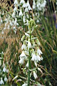 GALTONIA CANDICANS WITH STIPA GIGANTEA