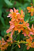 CROCOSMIA SEVERN SUNRISE