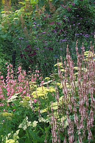 LATE_SUMMER_MIXED_HERBACEOUS_BORDER