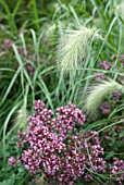 PENNISETUM VILLOSUM WITH ORIGANUM LAEVIGATUM HERRENHAUSEN