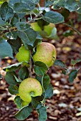 APPLE BRAMLEYS SEEDLING