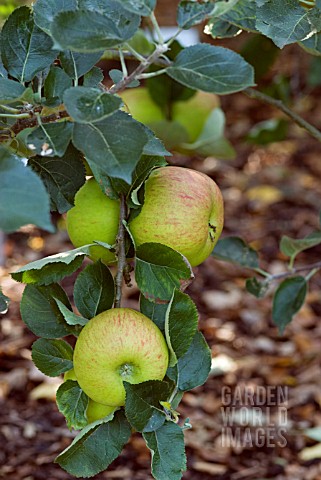 APPLE_BRAMLEYS_SEEDLING