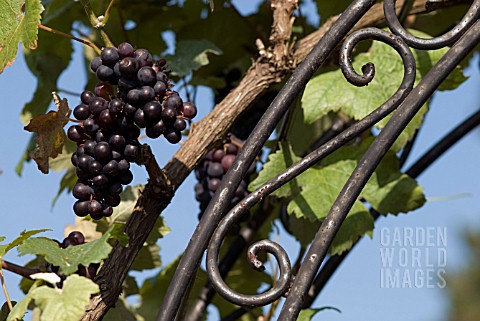 GRAPES_GROWING_OVER_SUPPORT