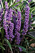 LIRIOPE MUSCARI