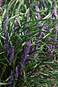 LIRIOPE MUSCARI