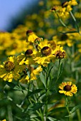 HELENIUM THE BISHOP