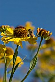 HELENIUM THE BISHOP