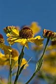 HELENIUM THE BISHOP