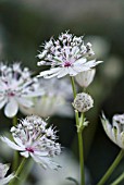 ASTRANTIA MAJOR SUBSP INVOLUCRATA SHAGGY