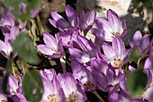 COLCHICUM THE GIANT UNDER PLANTING BETULA UTILIS