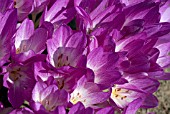 COLCHICUM THE GIANT