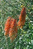 KNIPHOFIA LORD ROBERTS  WITH GRASS