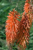 KNIPHOFIA LORD ROBERTS  WITH GRASS