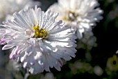 ASTER NOVI-BELGII SANDFORD WHITE SWAN