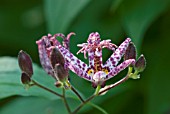 TRICYRTIS FORMOSANA