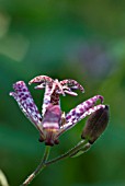 TRICYRTIS FORMOSANA