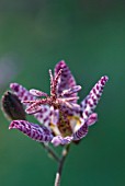 TRICYRTIS FORMOSANA