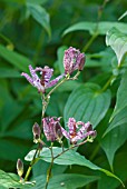 TRICYRTIS FORMOSANA