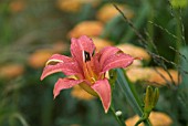 HEMEROCALLIS CATHERINE WOODBURY