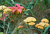 HERBACEOUS COMBINATION - GRASS, ACHILLEA AND HEMEROCALLIS