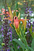 COMBINATION GRASS, SALVIA AND HEMEROCALLIS