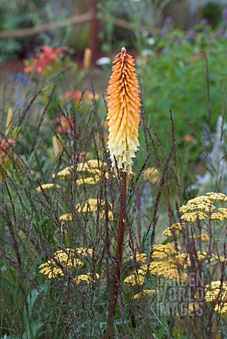 MIXED_SUMMER_PLANTING_WITH_GRASS_ACHILLEA_AND_KNIPHOFIA