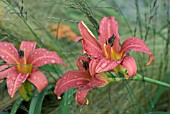 HEMEROCALLIS CATHERINE WOODBERRY WITH GRASS