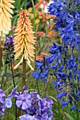 SUMMER COMBINATION - AGAPANTHUS, PHLOX BLUE PARADISE AND KINPHOFIA TAWNY KING