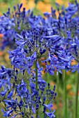 AGAPANTHUS HEADBOURNE HYBRIDS