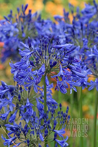 AGAPANTHUS_HEADBOURNE_HYBRIDS