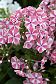 PHLOX PEPPERMINT