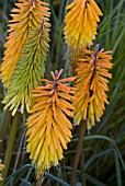 KNIPHOFIA AMSTERDAM