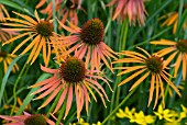 ECHINACEA ARTS PRIDE