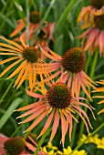 ECHINACEA ARTS PRIDE