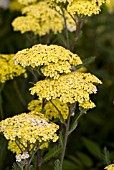 ACHILLEA CREDO