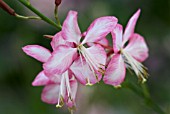 GAURA LINDHEIMERI ROSYJANE