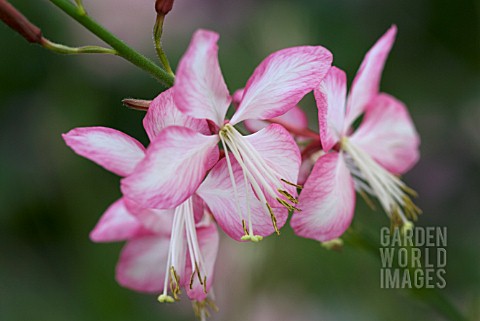 GAURA_LINDHEIMERI_ROSYJANE